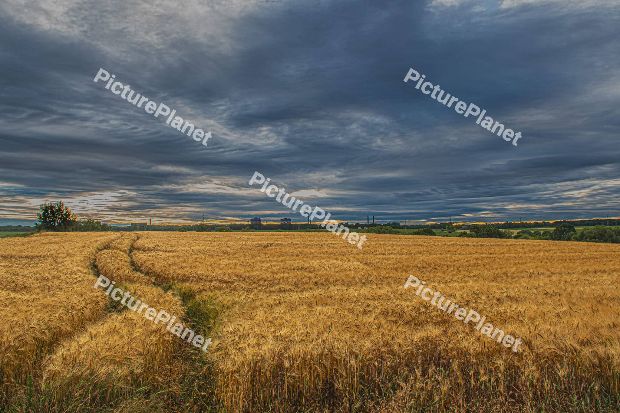 Weat Field